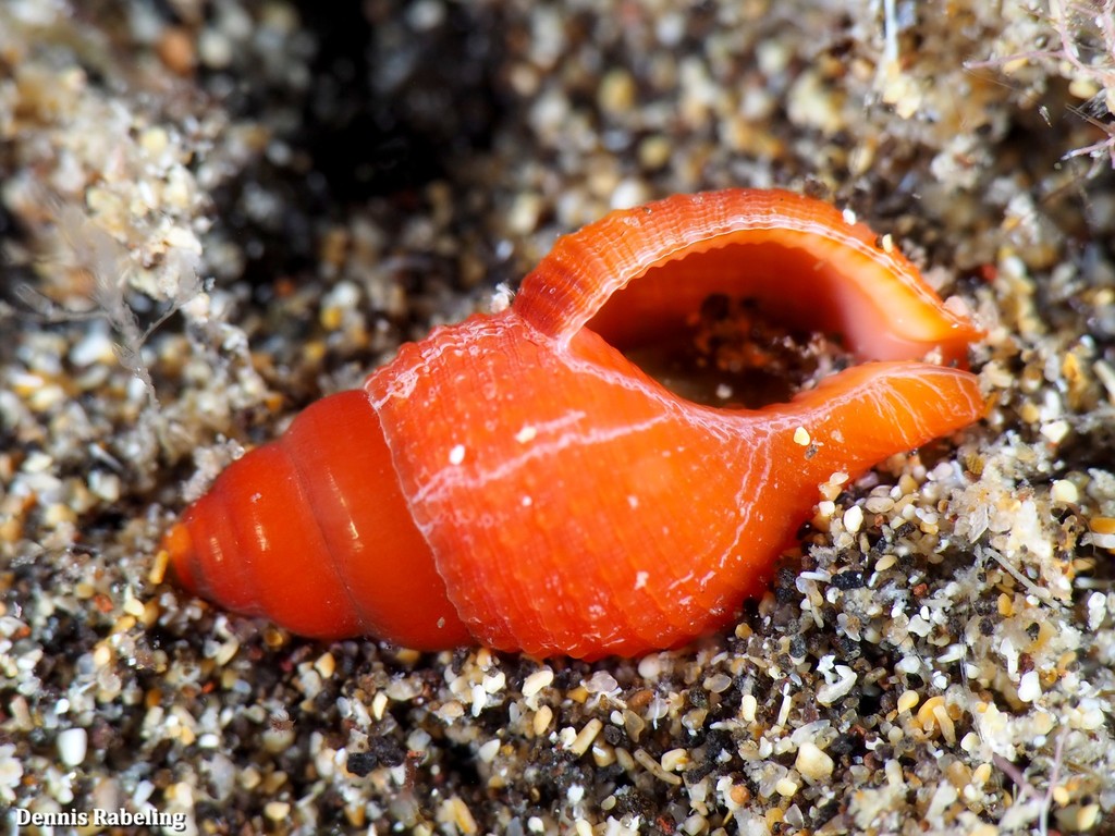 Charoniid Triton Snails
