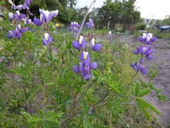 Lupinus mutabilis