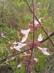 Syncolostemon transvaalensis