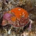 Variegated Scallop - Photo (c) Dennis Rabeling, some rights reserved (CC BY-NC-ND), uploaded by Dennis Rabeling
