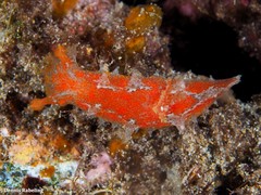 Plocamopherus maderae