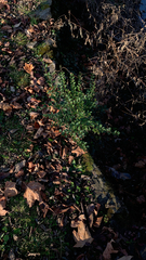 Forestiera ligustrina
