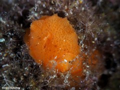 Geitodoris perfossa