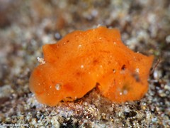 Geitodoris perfossa