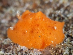 Geitodoris perfossa