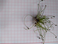 Isolepis sepulcralis