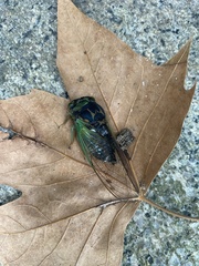 Neotibicen tibicen australis