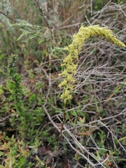 Holothrix schlechteriana