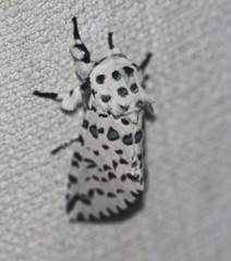 Kamalia australis