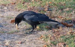 Corvus brachyrhynchos