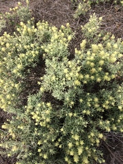 Castilleja grisea