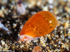 Gibberula secreta