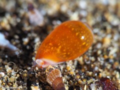 Gibberula secreta