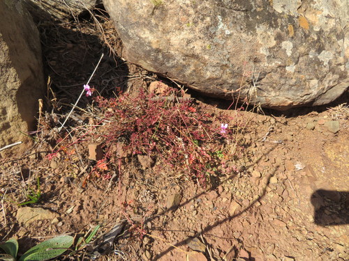 Pelargonium multicaule subsp. multicaule image