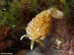 Spurilla neapolitana