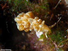 Spurilla neapolitana