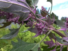 Chenopodium quinoa