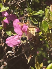 Rhododendron kiusianum