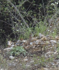 Spizella passerina