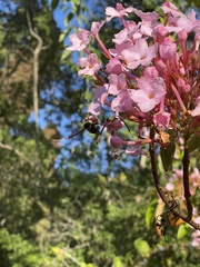 Rhododendron kiusianum