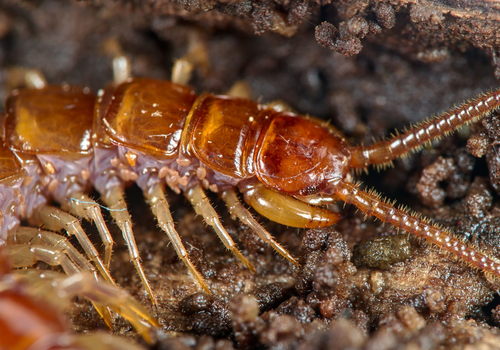 Brown centipede