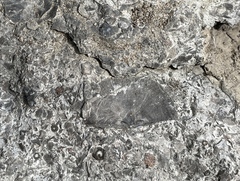 Strophomenata
