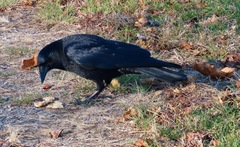 Corvus brachyrhynchos