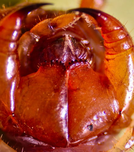 Brown Centipede photo 4