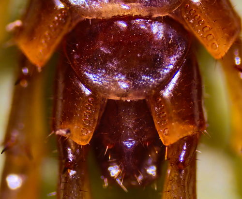 Brown Centipede photo 5