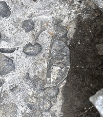 Strophomenata