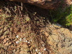 Jamesbrittenia filicaulis