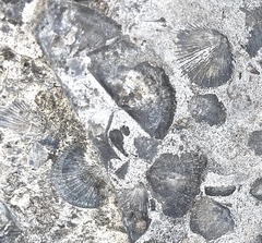 Strophomenata