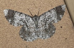 Amblychia subrubida