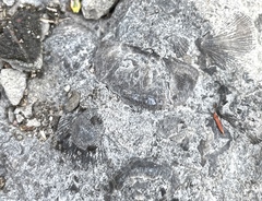 Strophomenata