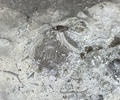 Strophomenata