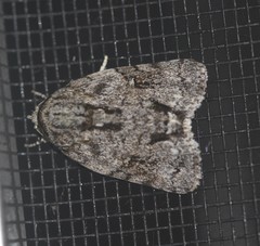 Blenina
