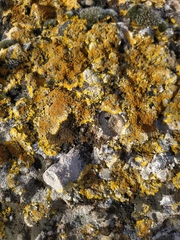 Variospora aurantia