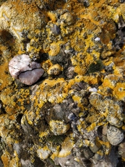 Variospora aurantia