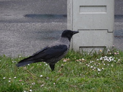 Corvus cornix