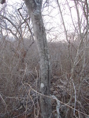 Anadenanthera colubrina cebil