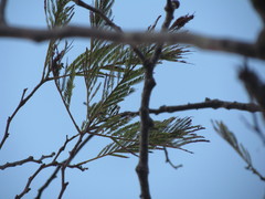 Anadenanthera colubrina cebil