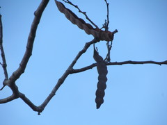 Anadenanthera colubrina cebil