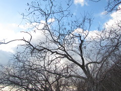 Anadenanthera colubrina cebil