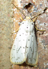 Eyralpenus subluteus