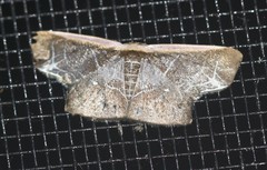 Tessarotis rubrata