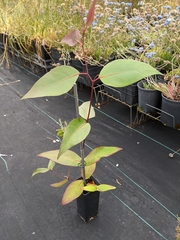 Eucalyptus alaticaulis