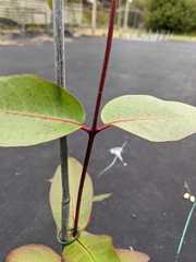 Eucalyptus alaticaulis