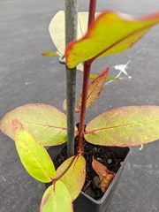Eucalyptus alaticaulis