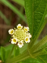 Lippia rehmannii