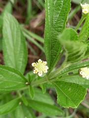 Lippia rehmannii
